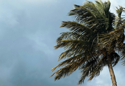 Disaster Preparedness in South Florida Resource & Reference Guide - Featured Image